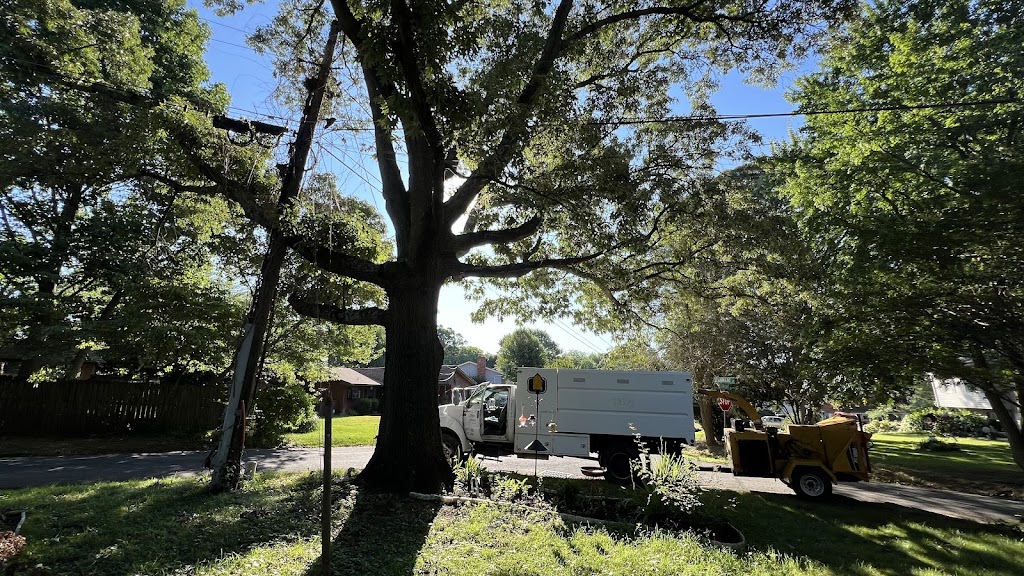 Joe and his team have taken down and removed several large trees for my family, on two different properties over several