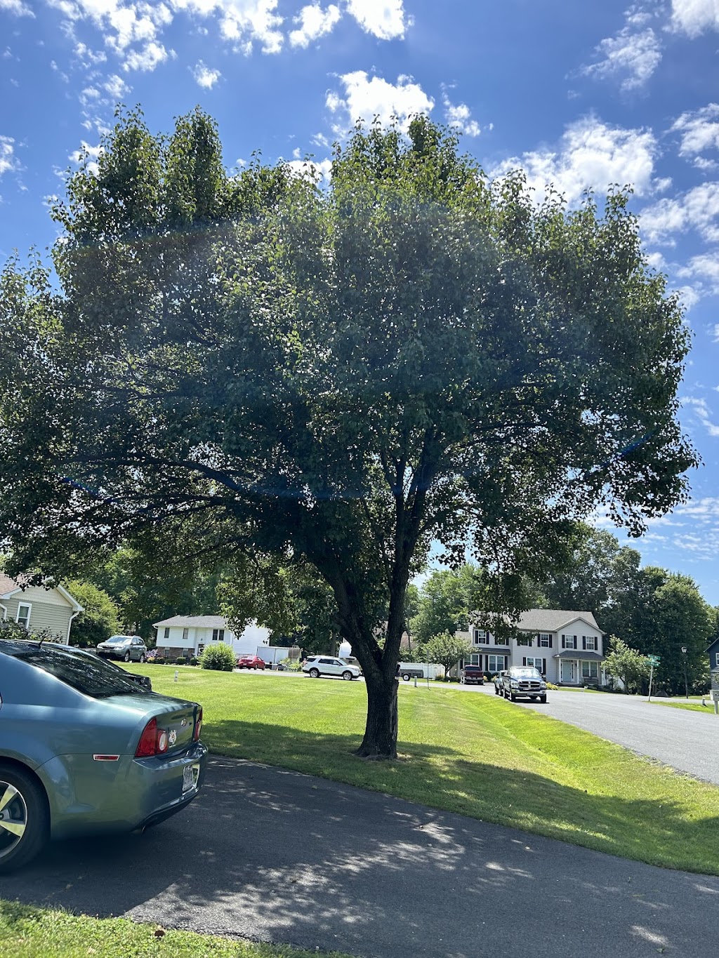  alt='We had two very large trees come down on our property this year'