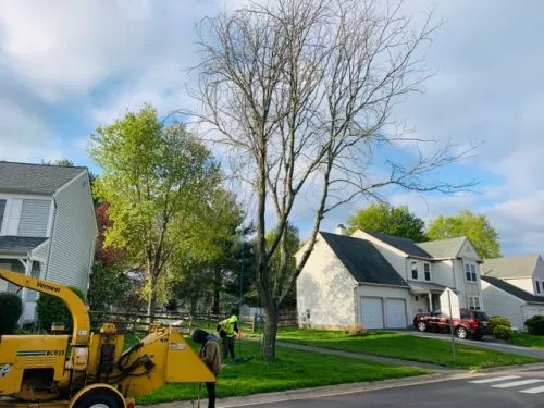 Avalos Landscaping was referred by my next door neighbor. Pedro was professional in his estimate for tree removal (rotting