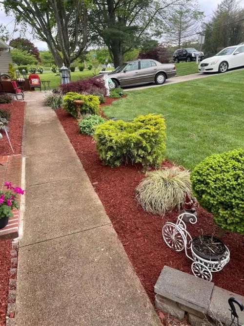 I recently had the pleasure of hiring MikesGreenGrass for some much-needed lawn maintenance, and I couldn"t be more