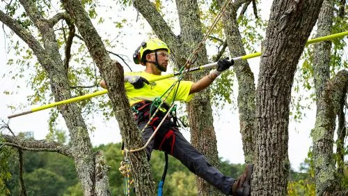 We"ve used Bartlett for many years to maintain the trees on our property and, now, to decorate our 20" holly tree with