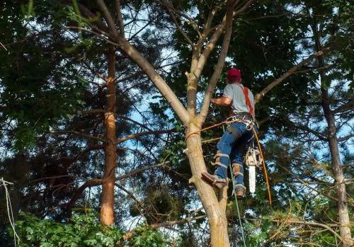 King of Trees they are! Exceptional service, great communication. Clean up was amazing! Definitely recommend!