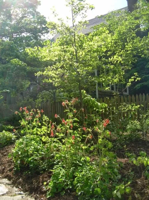 The best partner we could have hoped for in our quest to completely replace our lawn with native trees, shrubs, and ground