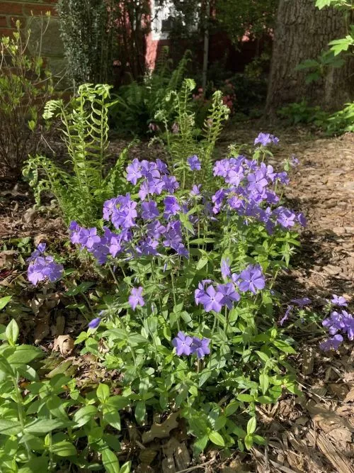 We had a large portion of our lawn removed and planted in native plants