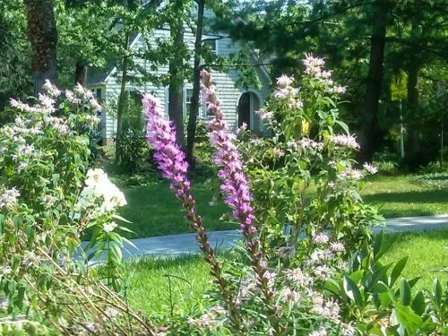 Lisa is outstanding! She chose great native plants, designed three different “gardens” around our house, and worked with