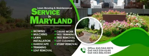 I hired Mago Vista to do a fall clean up that included leaves, gutters, and bush trimming