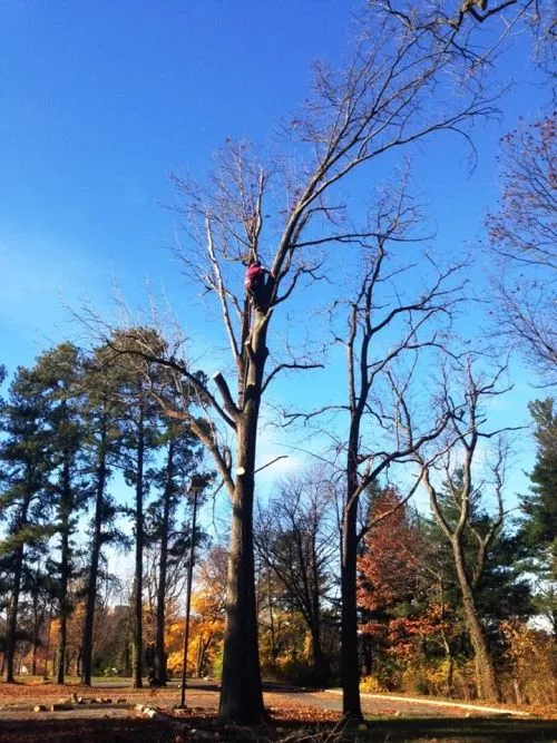 Highly recommended experienced tree limb removal and pruning company!!!