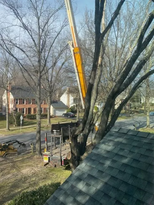 I recently used JC Tree Services to have a large tree removed from my yard