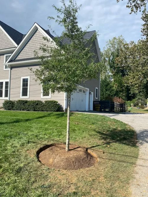 Eastern Grounds did an absolutely amazing job of designing landscaping for our front beds, cleaning out the previous