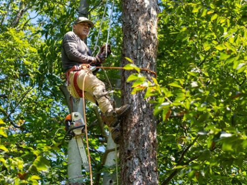  alt='I have used Mike and Elite Tree Care on three projects now, taking down over 25 trees'