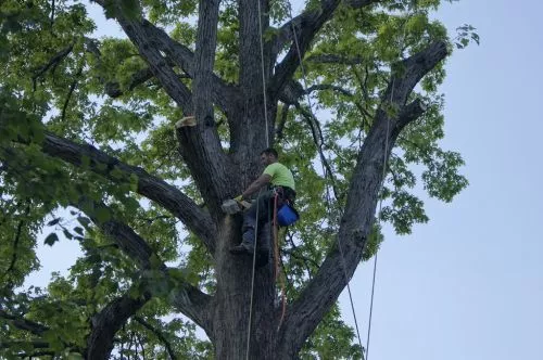 Brads Tree Service removed four trees for us this week. His crew arrived on time and were very quick and efficient at