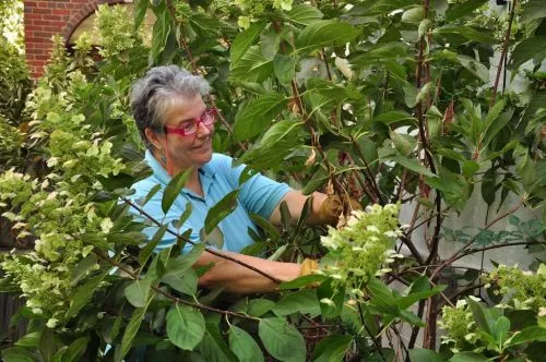 We scheduled an appointment with Yankee Clippers to prune our gardens