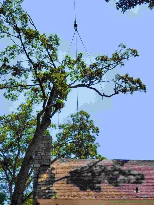 Cumberland Valley Tree Service does absolutely superb work! They are professional, polite, respectful, punctual and very