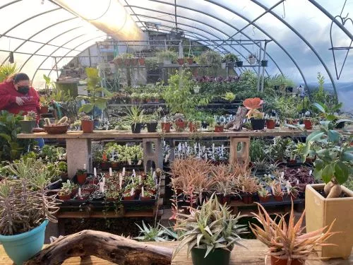 This nursery is awesome. I got some of my wishlist plants and they look great