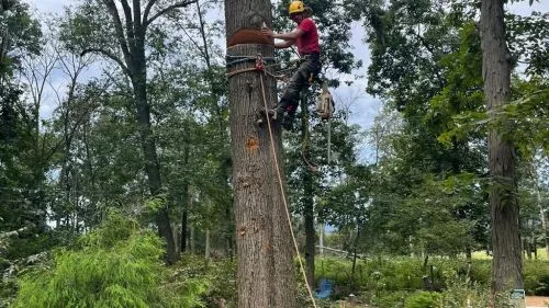 E. P. R excellent services in tree felling, they have more than 12 years of experience in trees and also specifically, they