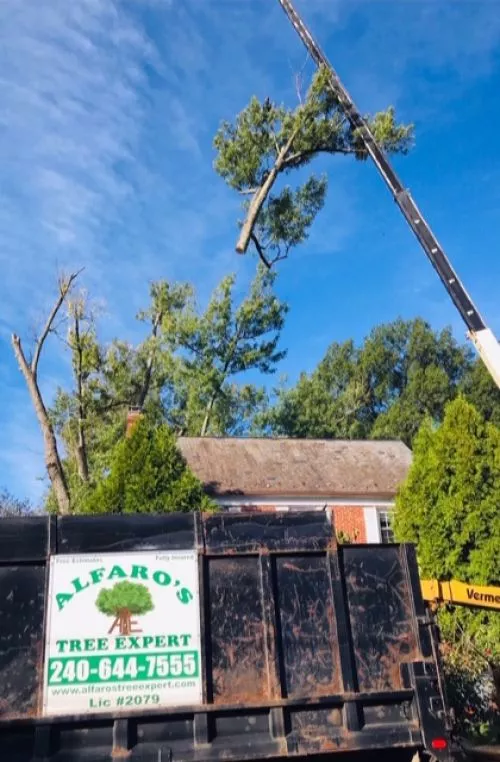 Alfaros Tree Experts did a fantastic job when we hired them to remove a dead oak tree in our backyard last October