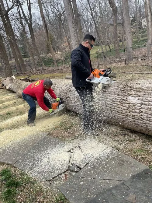 A great company with friendly staff. They were actually cleaning leaves from my neighbors house and some accidentally blew